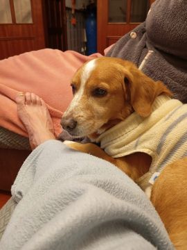 Dog Hotel