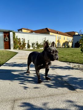 Pension et garderie pour animaux