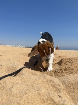 Pet Boarding and Daycare