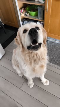 Pet Boarding and Daycare