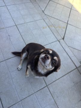 Hospedaje de perros