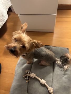 Hotel para Cães