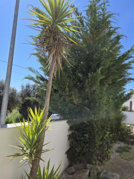 Lawncare