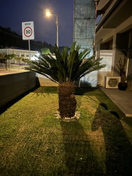 Poda e Manutenção de Árvores