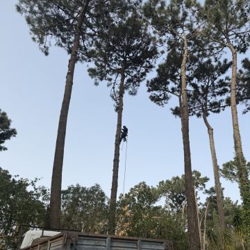 Felipe jardins - Almada - Multiservicios de cuidados del césped
