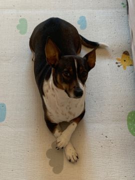 Hotel para Cães