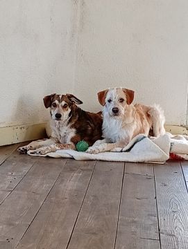 Dog Hotel