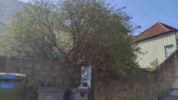 Tree Trimmer