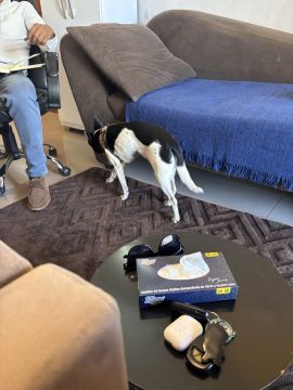 Hospedaje de perros - Mascotas