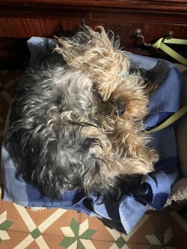 Hotel para Cães