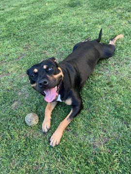 Hotel para Cães
