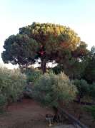 Podador de Árvores