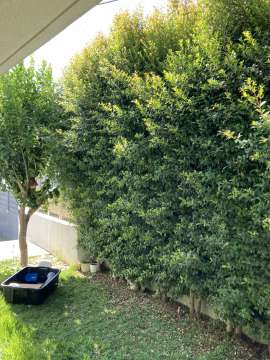 Gardening