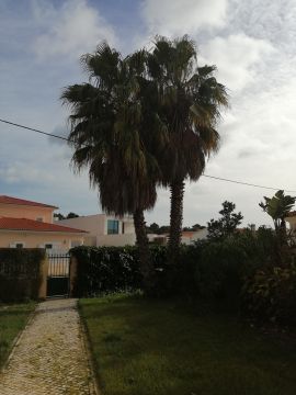 Podador de Árvores