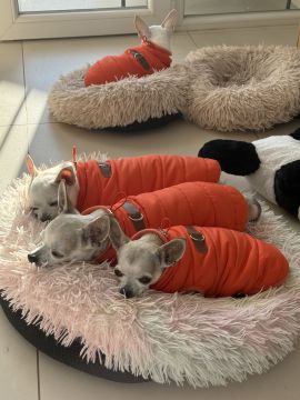 Pension pour chiens