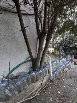 Poda e Manutenção de Árvores