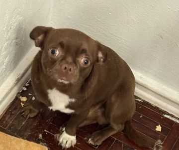 Hotel para Cães