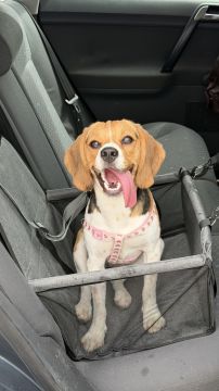 Creche para Cães