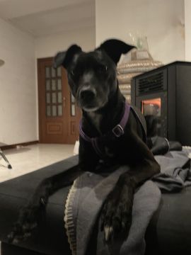 Pension et garderie pour animaux