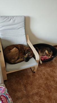 Hotel para Cães