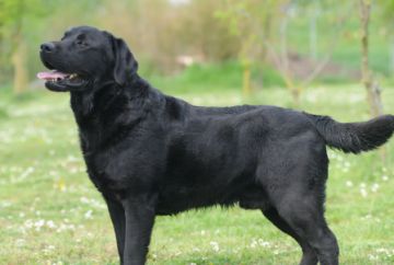 Hotel para Cães