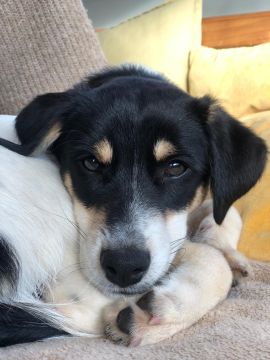 Hotel para Cães