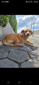Hotel para Cães