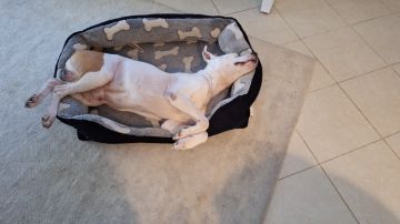Hotel para Cães
