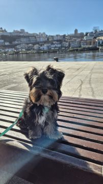 Dog Hotel