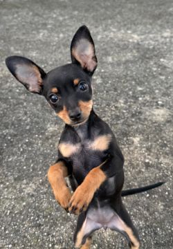 Hospedaje de perros