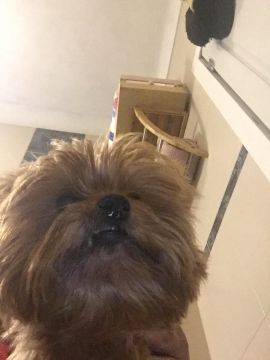 Hotel para Cães