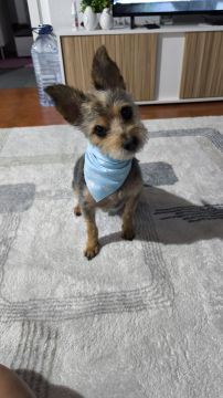 Hotel para Cães