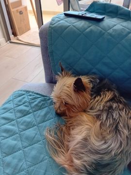 Hotel para Cães