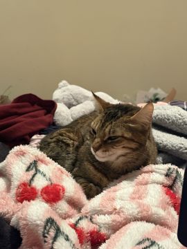 Hotel para Gatos