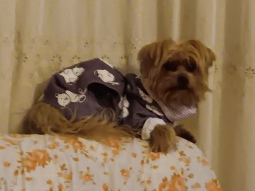 Pension pour chiens