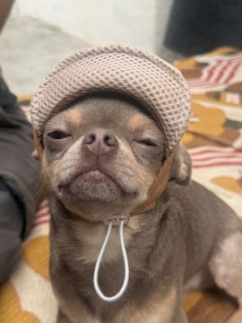 Hotel para Cães