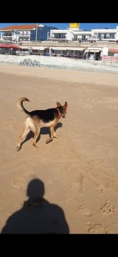 Hundepension
