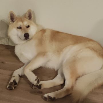 Hotel para Cães