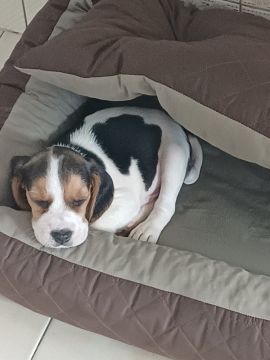 Hotel para Cães