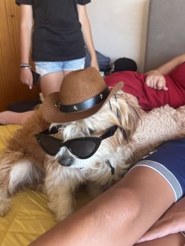 Hotel para Cães