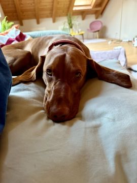 Creche para Cães