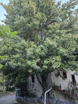 Poda e Manutenção de Árvores - Jardinagem e Relvados