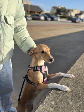 Hotel para Cães