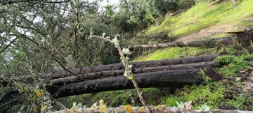 Tree Trimming and Maintenance - Lawncare