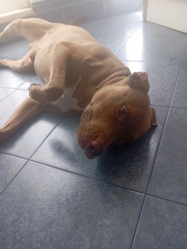 Hotel para Cães
