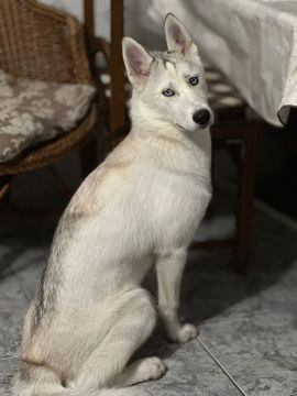 Hotel para Cães