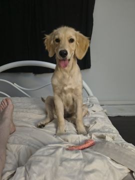Hospedaje de perros