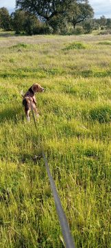 Pension pour chiens