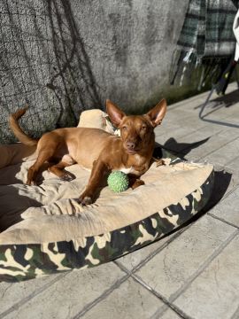 Hotel e Creche para Animais - Animais