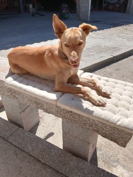 Dog Hotel
